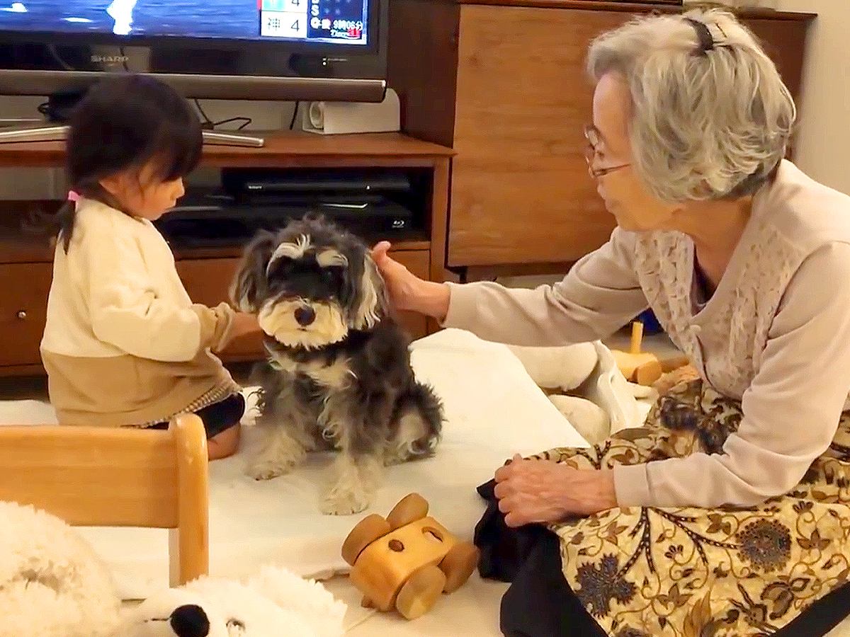 おばあちゃんと小さな女の子に撫でられる犬…ほのぼのとした『日常の一コマ』が幸せ過ぎると5万再生「溺愛されてる」「疲れ吹っ飛んだ」と絶賛