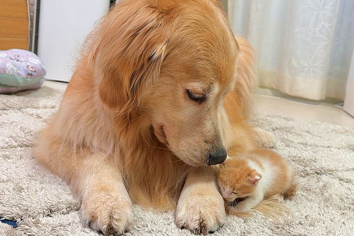 保護子猫が行方不明に→お世話をしていた大型犬が、心配で探して…見つかった瞬間の『尊すぎる光景』が38万再生「母性爆発してる」「優しい世界」