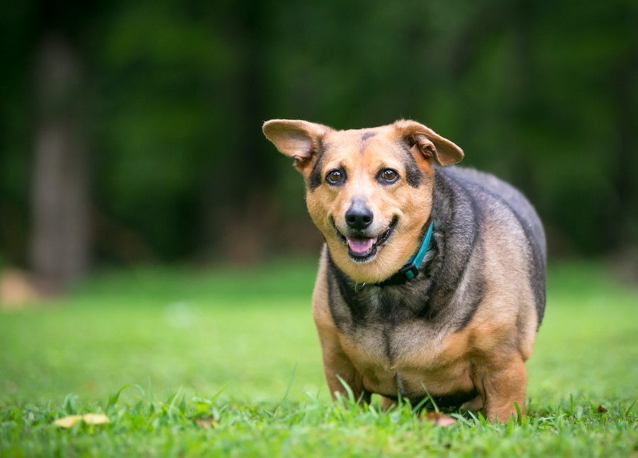 犬の「肥満」は大病を呼ぶ！どのくらい痩せればいい？どう予防する？