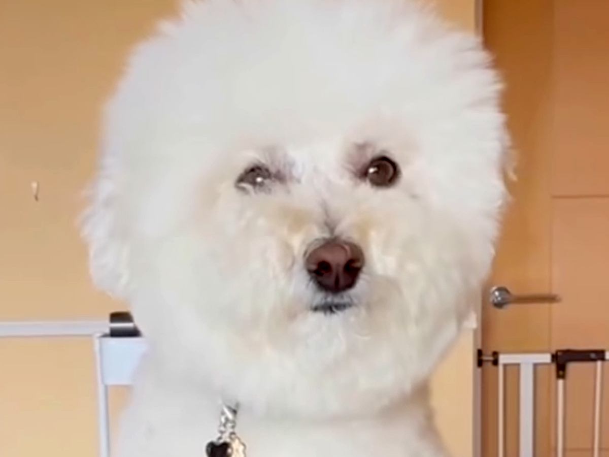 素人が犬のカットに挑戦した結果→ぬいぐるみのようになる予定が…『思ってたのと違いすぎる結末』が42万再生「めっちゃ笑った」「可愛いｗ」