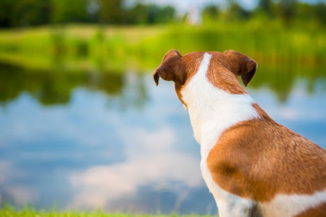 犬が飼い主の後ろに座る時の心理５つ