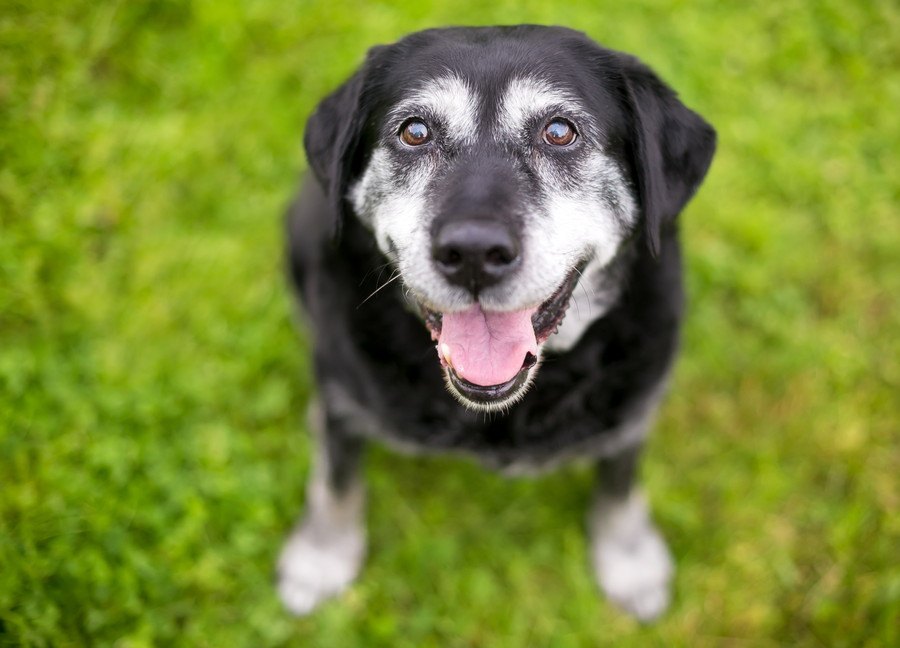 『老衰期』の犬に飼い主がしてあげられること5つ