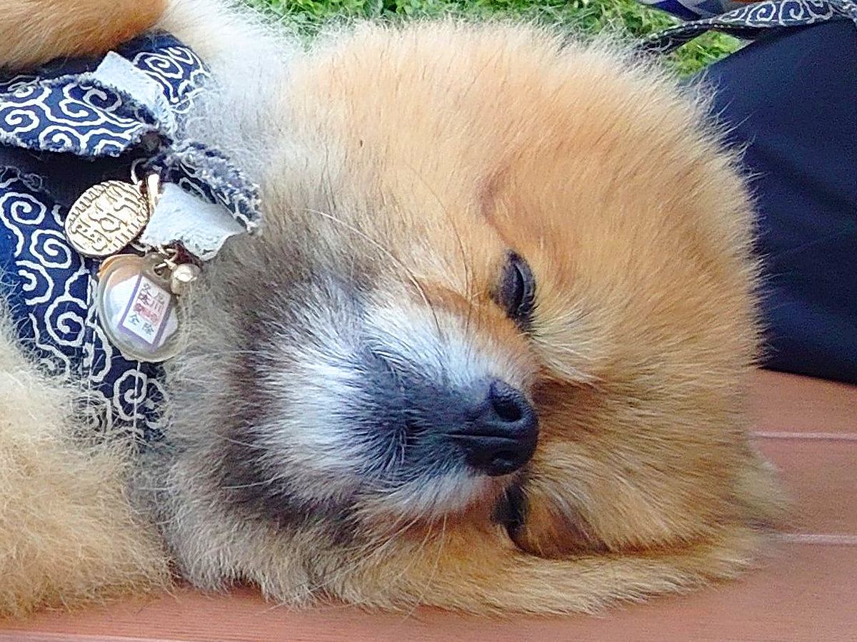 通りすがりのお兄さんに『かわいっ！』と言われた犬→思わず二度見する『尊いルーティン』に1万5000いいね「可愛すぎる」「完全に同意」の声