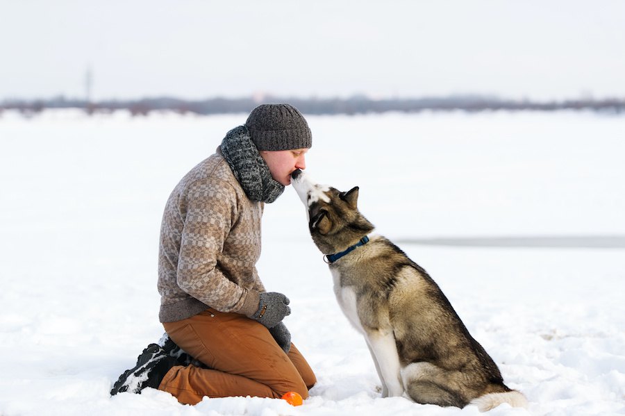 犬の家畜化についての新理論、決め手になったのは食料の肉