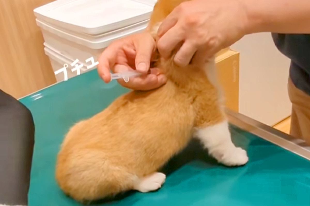 注射のため病院に来た赤ちゃん犬→『怖がってしまうかな』と思いきや…大物になる予感がする『意外な反応』に称賛「お利口」「お腹ポンポコｗ」
