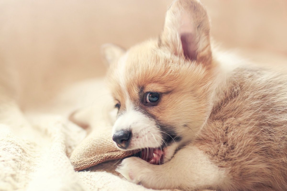 犬がベッドを噛むのはなぜ？理由とやめさせる5つの方法を徹底解説