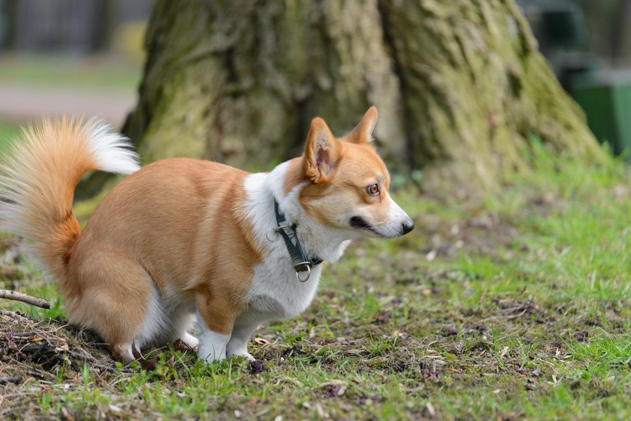 犬がウンチの時にグルグル回る心理３選