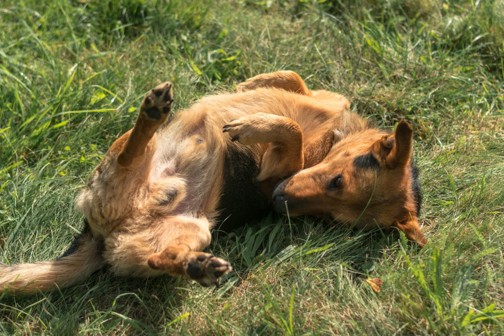 犬がミミズを食べたり体に擦り付けるのはなぜ？やめさせる方法も解説