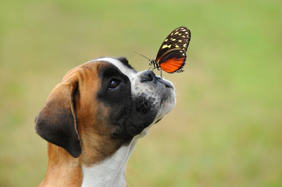 季節が春から夏に変わる時に注意すべき犬のコト３選