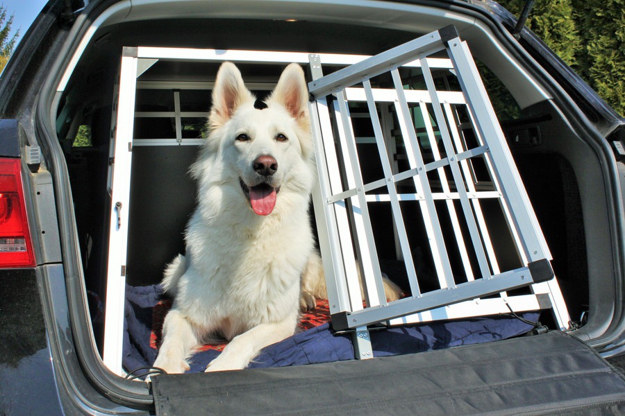 レンタカーに犬を乗せる際のマナーと注意点