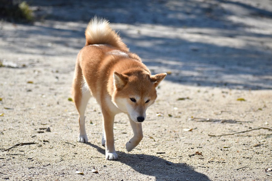 犬が片足だけ上げて固まる心理３つ