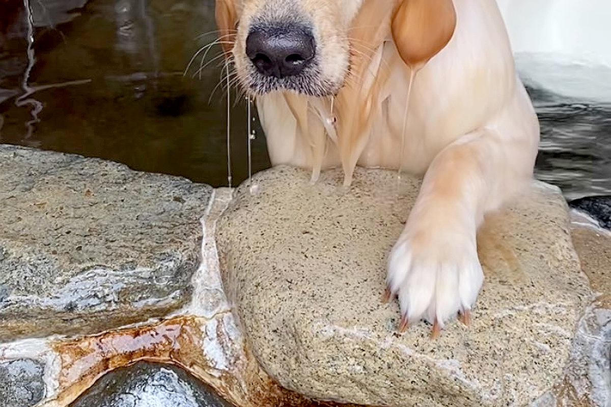 温泉に『大型犬が入った』結果→お湯で背中を流してあげると、顔が…思わず二度見する『人間すぎる表情』が39万再生「くつろぎすぎてて草」