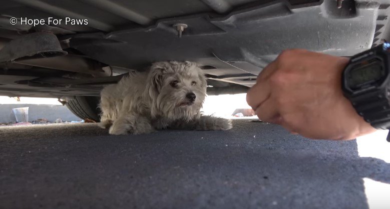 本当は人が大好き！？車の下に隠れる小型犬がサッと出てきた理由とは…