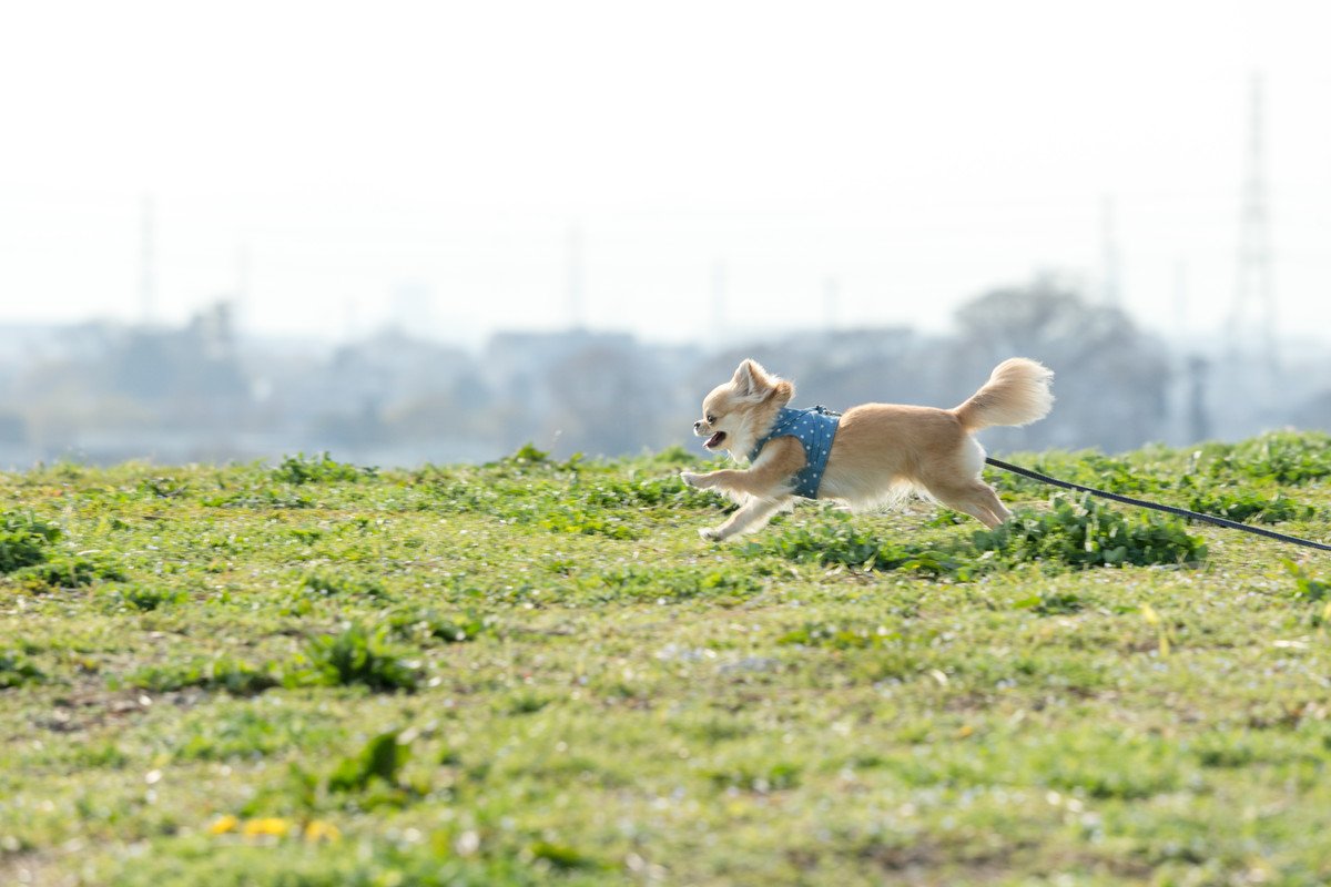 犬と暮らす『田舎と都会』どんな違いがある？4つの異なる点から引っ越す前に検討すべきことまで
