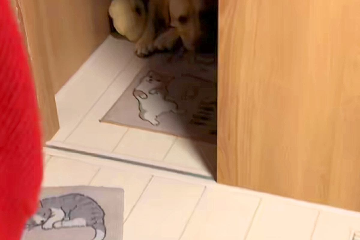 深夜、明日の遠足が楽しみすぎて『玄関で待機する大型犬』→『今日じゃないよ』と伝えた結果…子供のような光景が26万再生「涙出た」「尊い…」