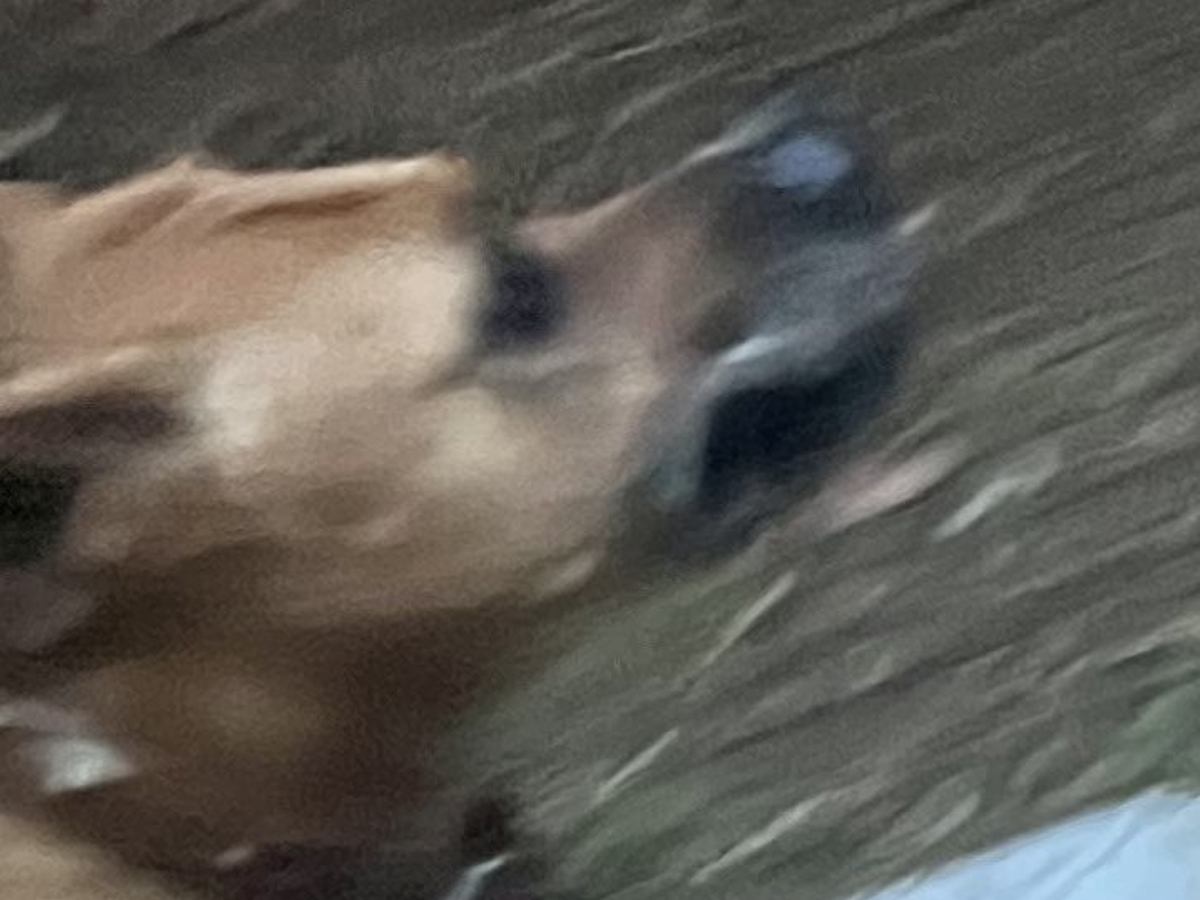 散歩中の超大型犬に『夕ご飯は鮭を焼いて乗せてあげるね』と言ったら…次の瞬間→まさかの行動に爆笑「賢すぎて衝撃」「完全に言葉理解してる」