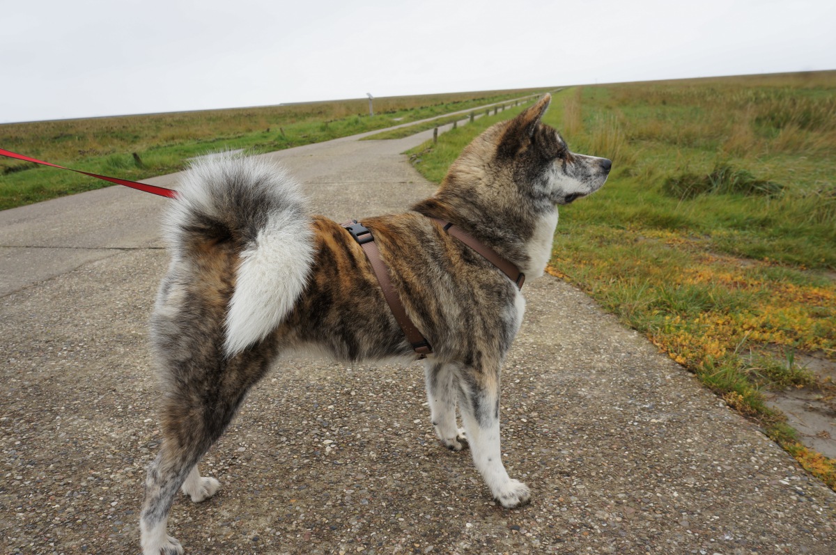 秋田犬の虎毛は人気の毛色？特徴や性格、値段の平均など