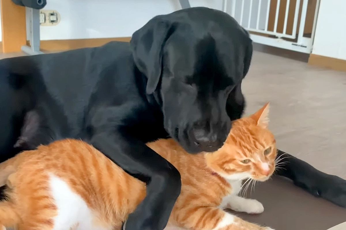 大型犬と猫の1日を観察→喧嘩していたかと思ったら、仲良くくっついて…あまりにも尊い関係性に反響「いいパートナー」「なんて微笑ましい」