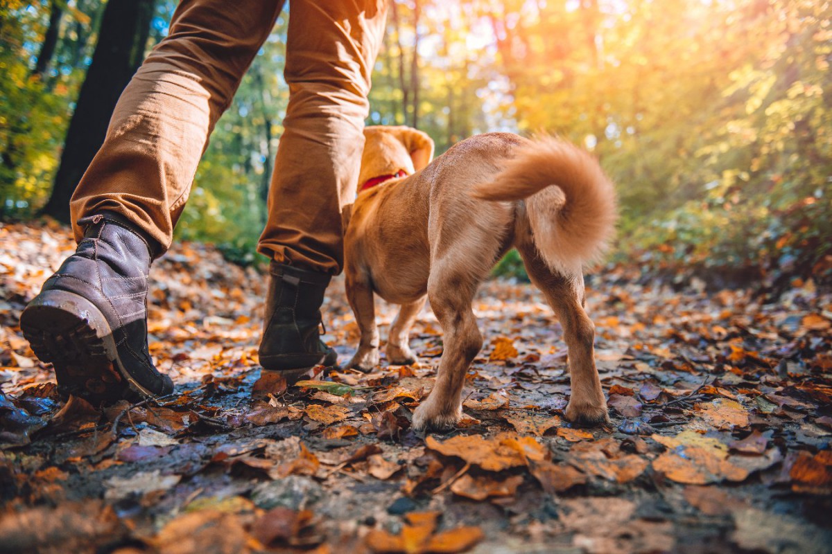 犬の排泄物は想像以上に自然環境に悪影響を及ぼしているという研究結果