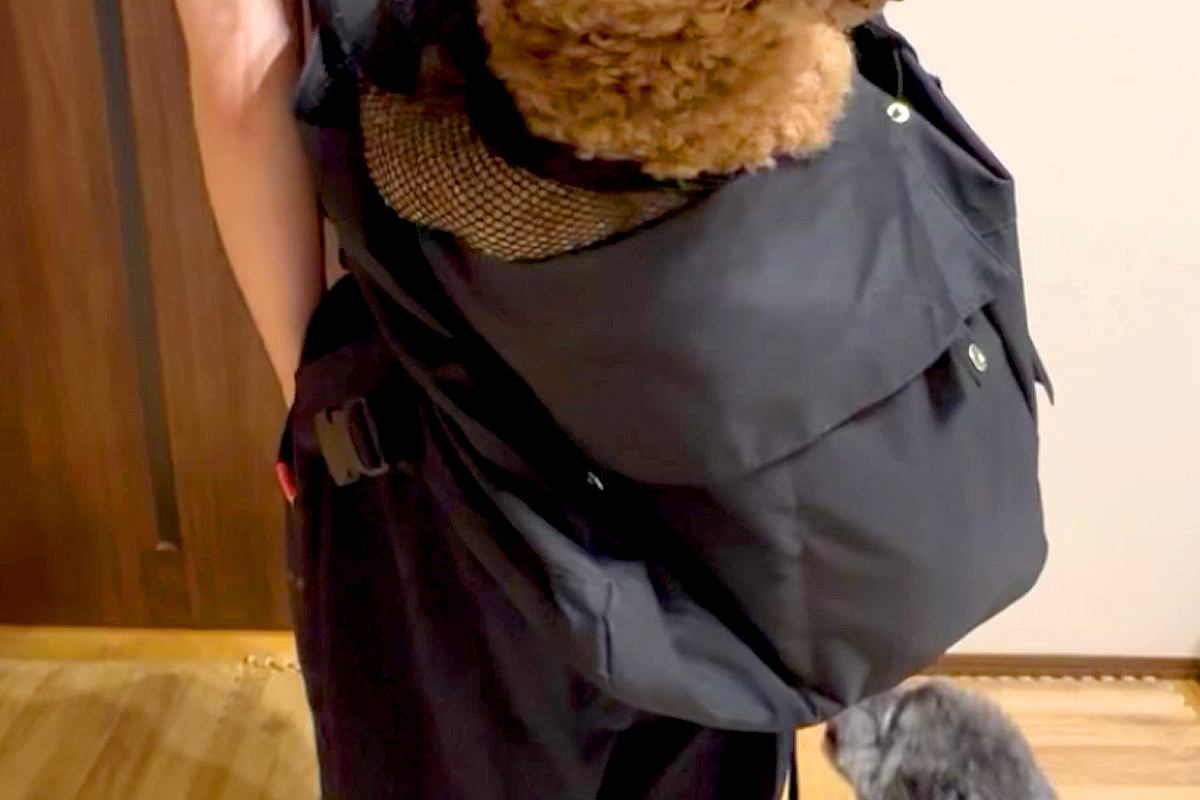12キロの大きなトイプードルを『犬用リュック』に入れた結果→『合成ですよね？』サイズがバグっている光景に反響「巨大感」「5度見したｗ」