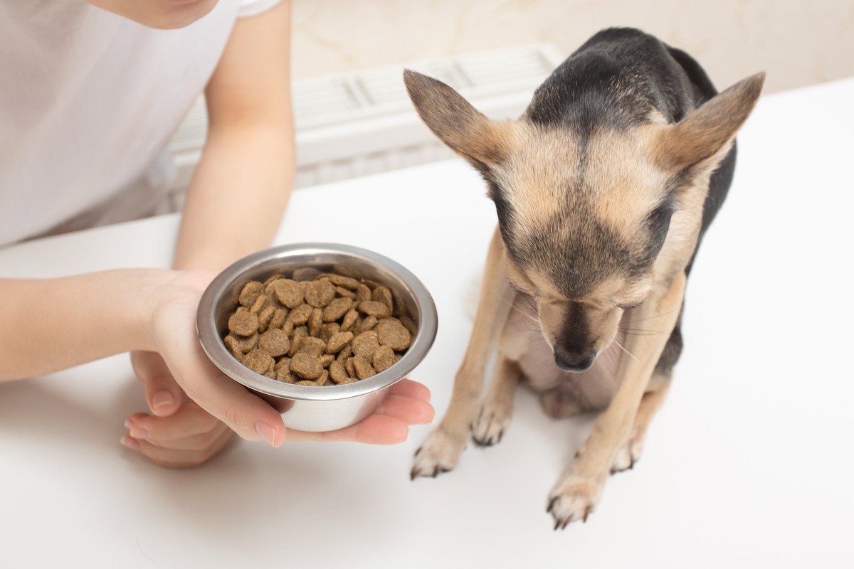 犬が突然『食欲を失くす』3つの原因　病院に連れて行くべき？注意すべき症状まで解説