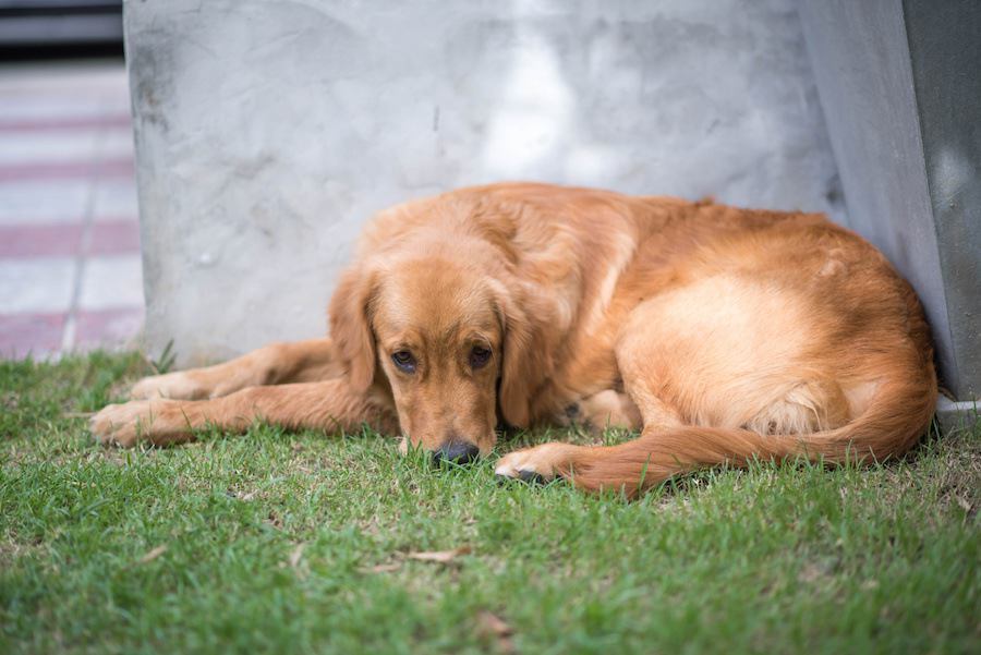 犬が夏に受ける4つのストレス