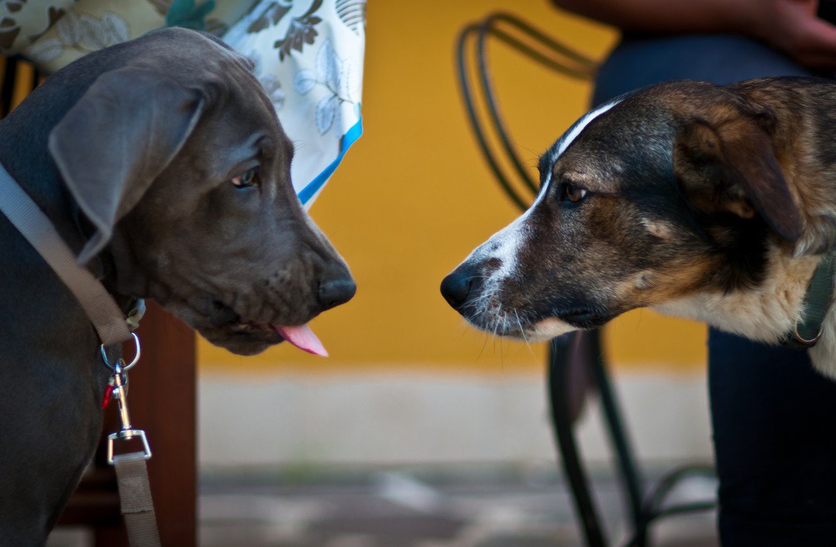 犬に逆効果な「お節介行動」３つ！実はやるべきではない意外なこと