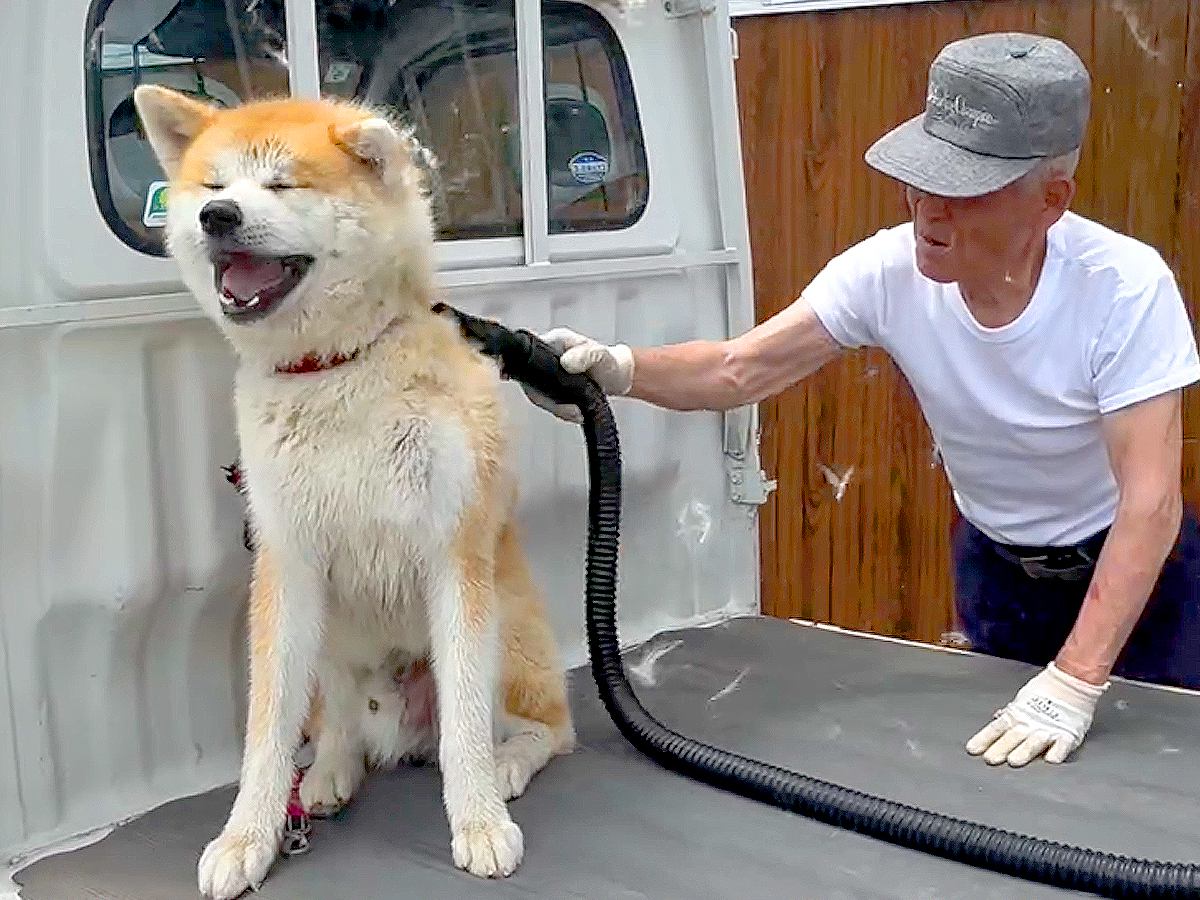 夏、おじいちゃんが秋田犬に『風を当てまくった』結果…まるで雪が降り注ぐような光景が132万再生「感動したｗ」「画期的で効率的」と絶賛