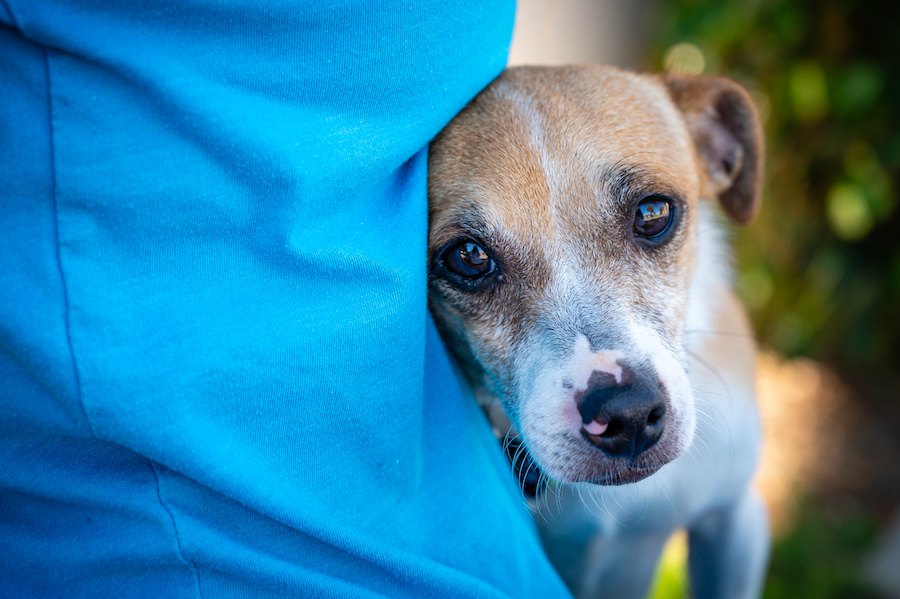 犬が『恐怖症』になっている時の仕草５つ！原因から紐解く対処法まで