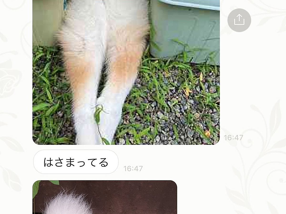 娘から突然のLINE…送られてきた『愛犬の写真』が想定外すぎると爆笑「見事な挟まりっぷりに笑ったｗ」「なぜか困ってて草」と94万表示