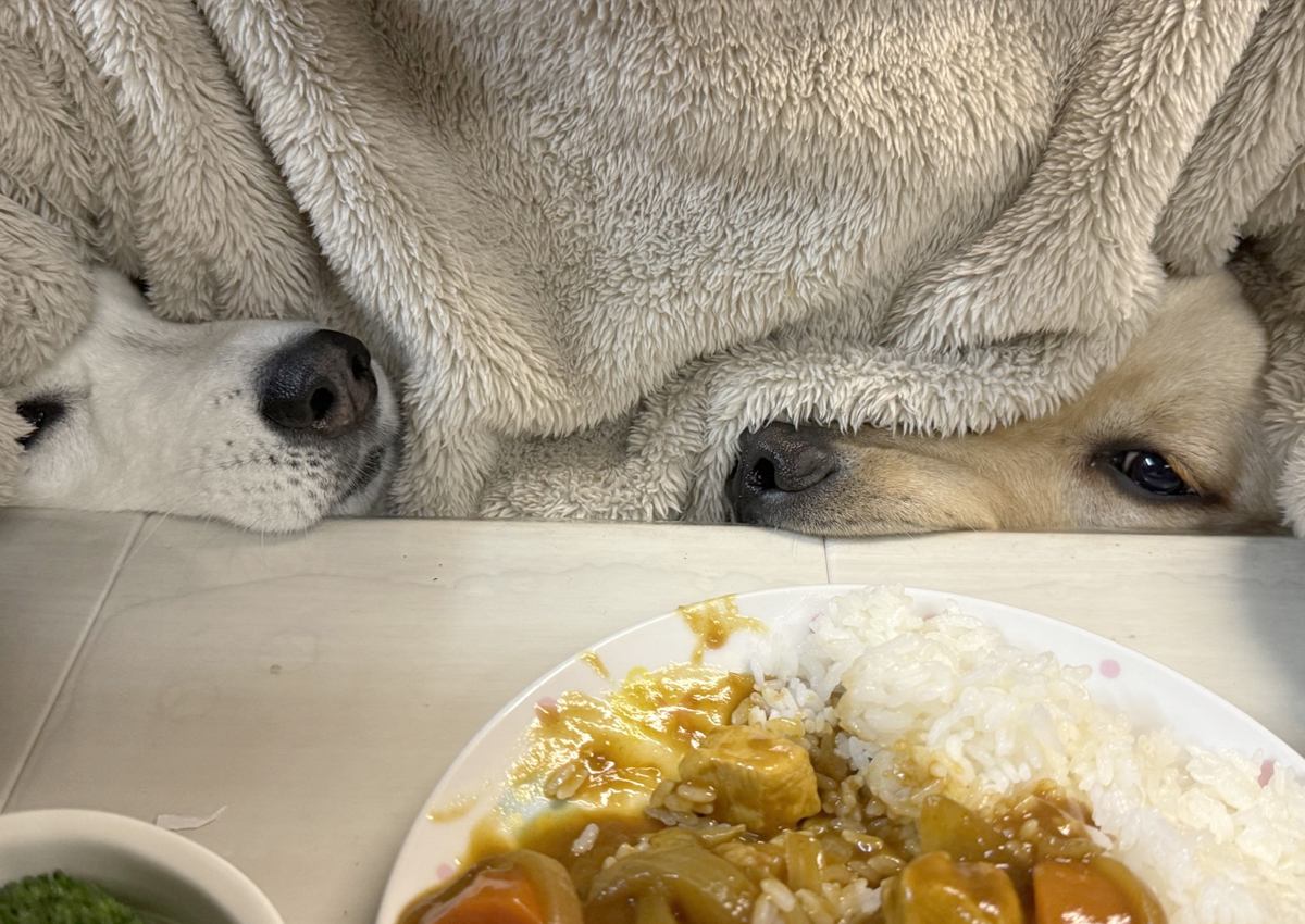 カレーを食べようとしただけなのに…大型犬2匹の『圧』がすごすぎると123万表示突破「抜かり無いチェック笑」「かわいすぎ」の声