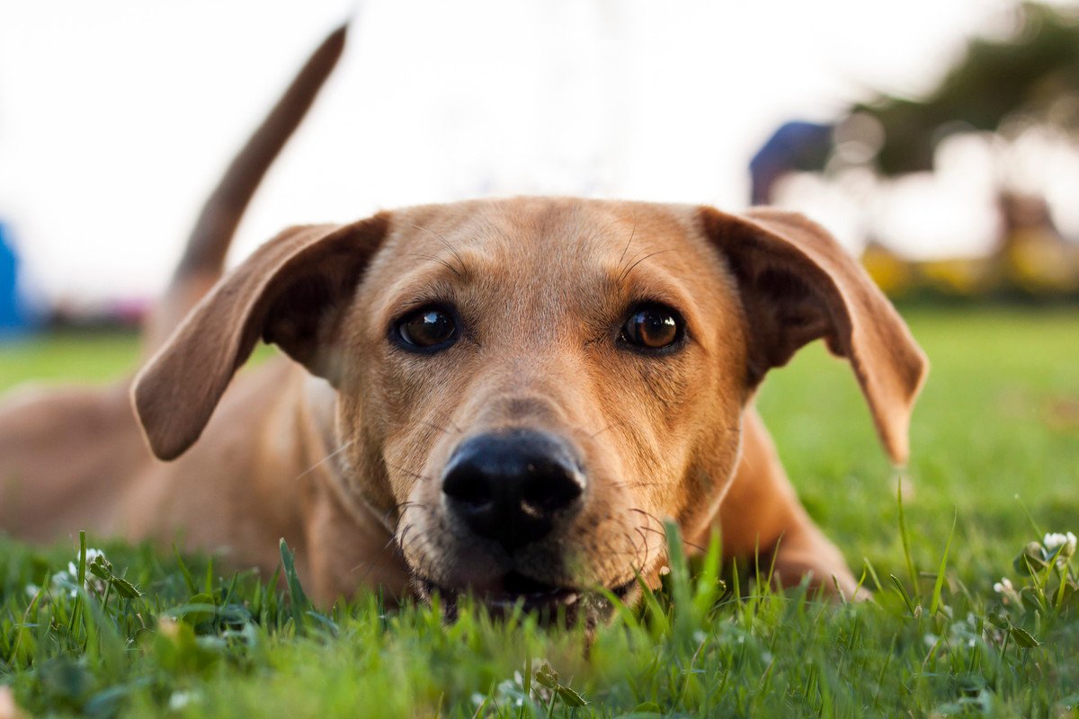 犬が伏せをしながら尻尾を振る理由とは？その3つの心理と愛犬の気持ちを読み取るために注目すべきポイント