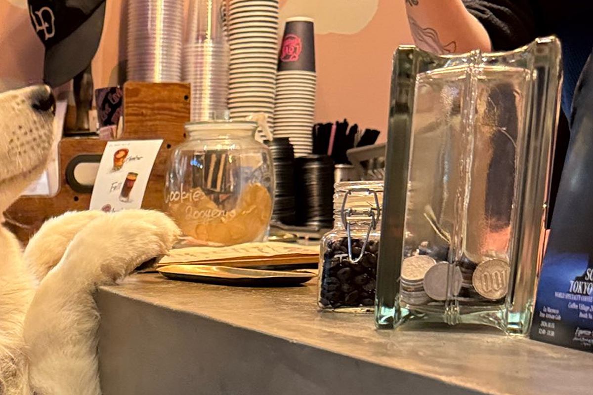 『カフェラテ、ひとつください』大型犬がカフェのカウンターで…仕事にならない『お客さん』に悶絶「上目遣いで最高」「本当に注文してる？ｗ」