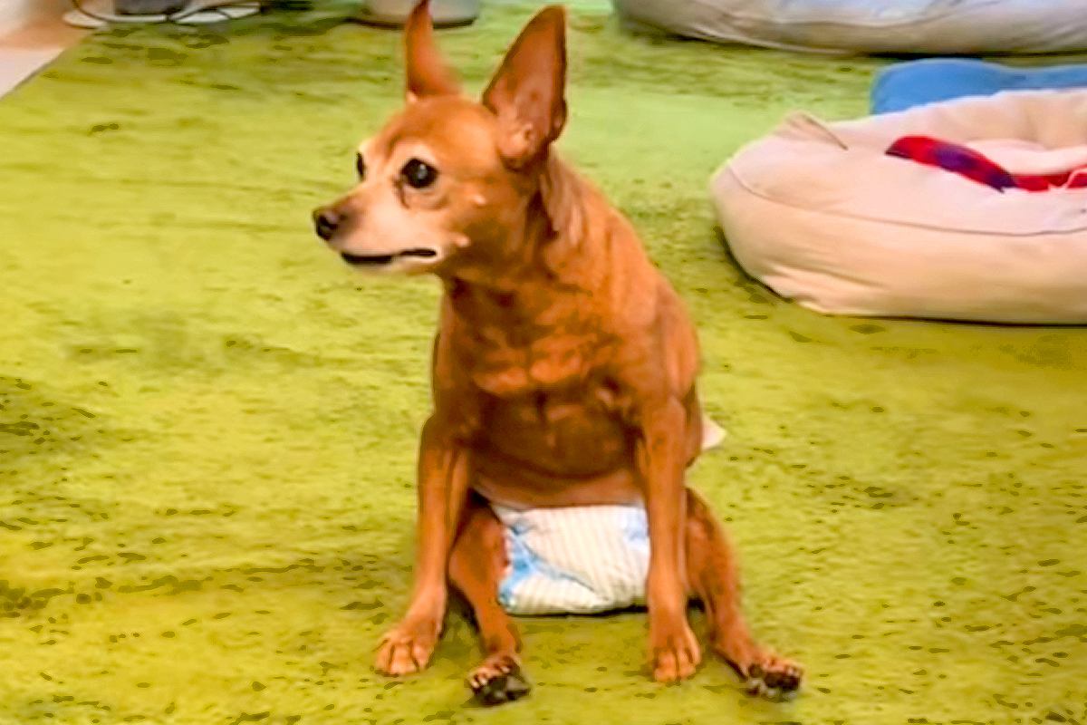 4年前から歩けなくなってしまった老犬→それでも嬉しそうにして…勇気を貰える『今を全力で生きる光景』に感動続々「最高に幸せ」「長生きして」
