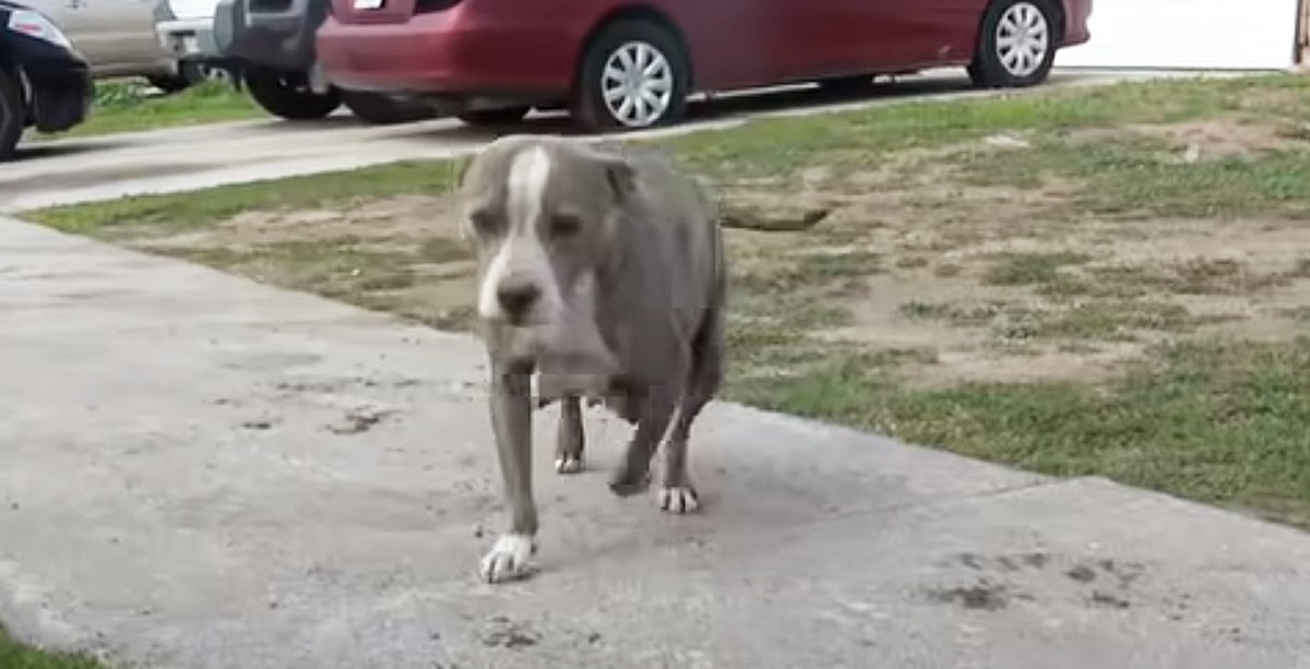 まるで待っていたかのように妊娠した母犬は喜んで保護されました！そして幸せに出産