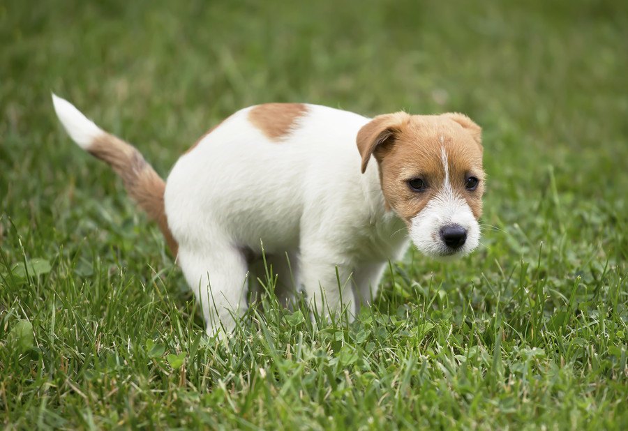 犬が『体調がすぐれない時』に出している飼い主へのSOSサイン３選