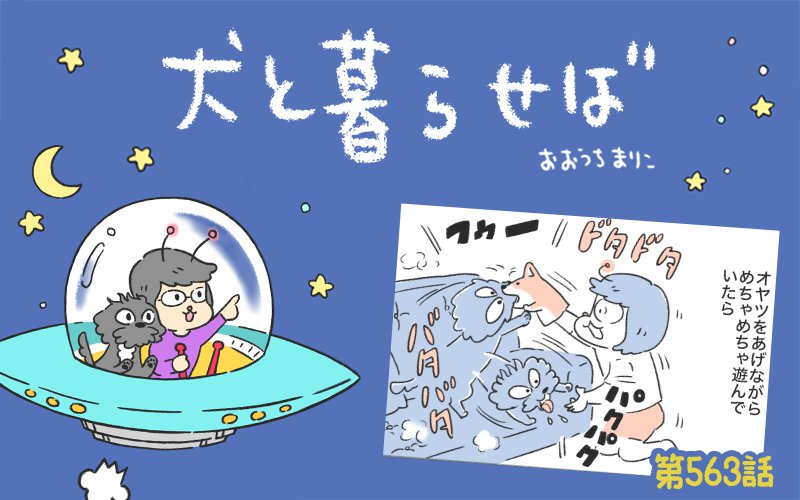 犬と暮らせば【第563話】「激しく遊んだ結果」