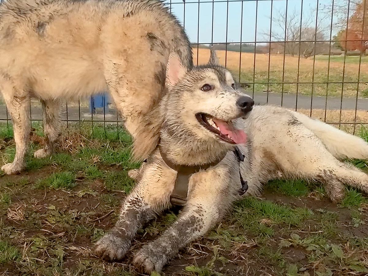 雨上がりに大型犬を遊ばせた結果…豪快な『泥遊び』が悲惨すぎると141万再生「もう笑うしかない」「飼い主の心の声が聞こえる笑」の声