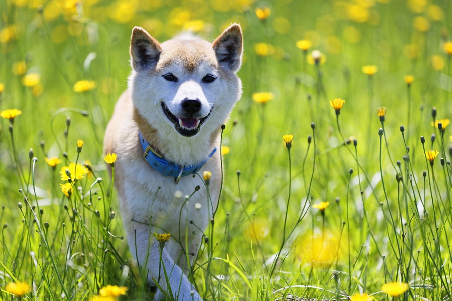 犬をハッピーな気持ちにする３つの秘訣