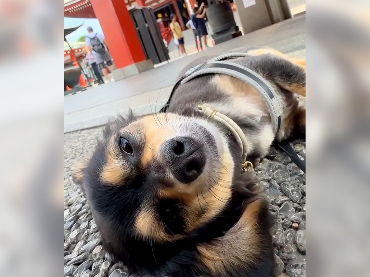 朝、散歩で『浅草寺』に行ったら、犬が…道端で思った以上にくつろぐ『可愛すぎる光景』が162万再生「一緒に寝たいｗ」「贅沢な過ごし方」