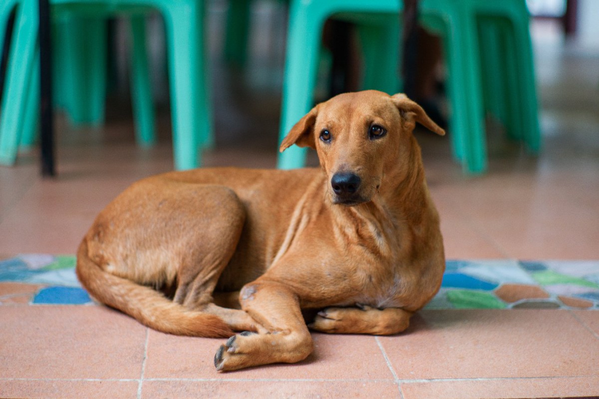 犬が足を折りたたんで座る理由2つ