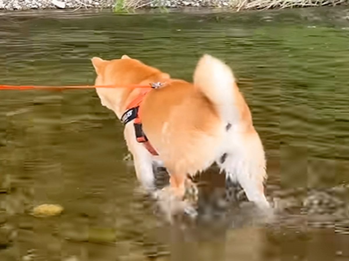 川遊び中に褒められた犬→自分を過信しすぎた結果…調子に乗って起こった『想定外の展開』が1100万再生越え「想像以上で草」「シュールｗ」