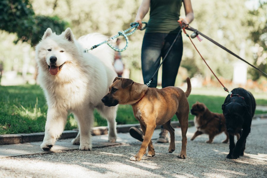 触ってはいけない犬５選！こんな特徴がある時は絶対に注意して！