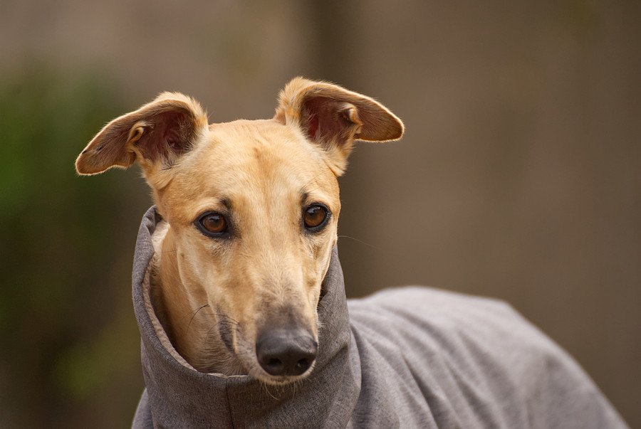 犬の骨肉腫、抗がん剤を使わない新しい治療法