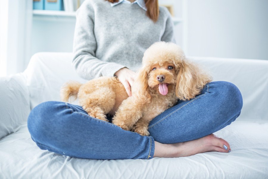 大変なこともあるけれど！犬との暮らしで楽しいこと３つ