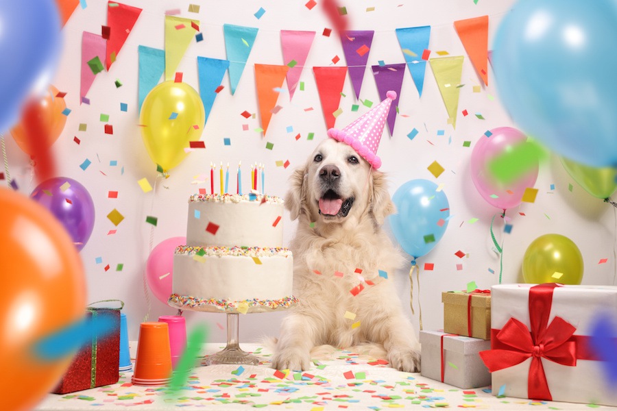 犬用ケーキの作り方！愛犬と特別な日を祝おう