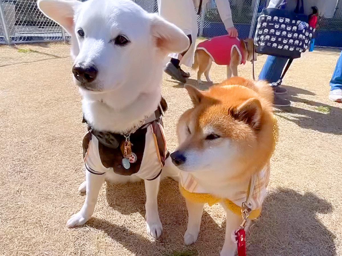 『老犬限定のドッグラン』に行ってみたら…想像以上だった『和やかすぎる光景』が197万再生「ドッグがランしてないのたまらんｗ」「素敵」