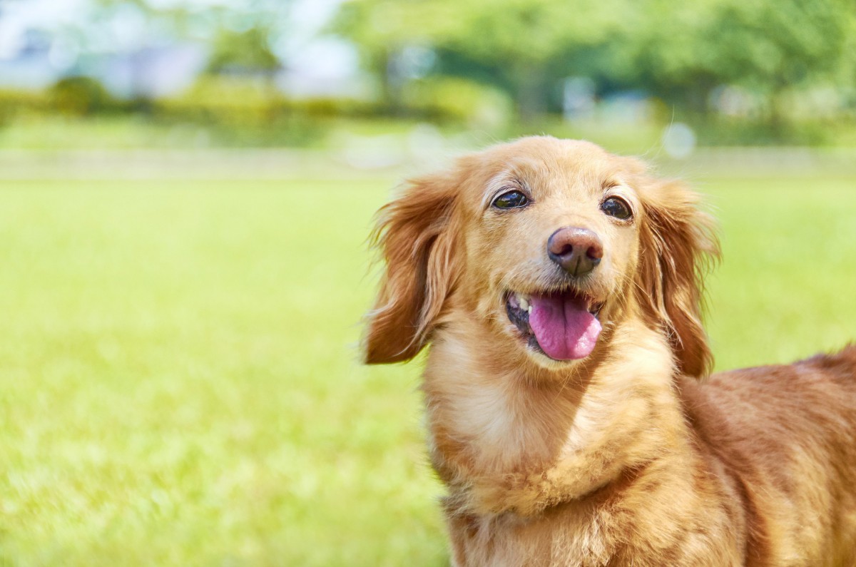 飼主が逮捕され、取り残された愛犬はセンターへ。そして悲劇は起きた…