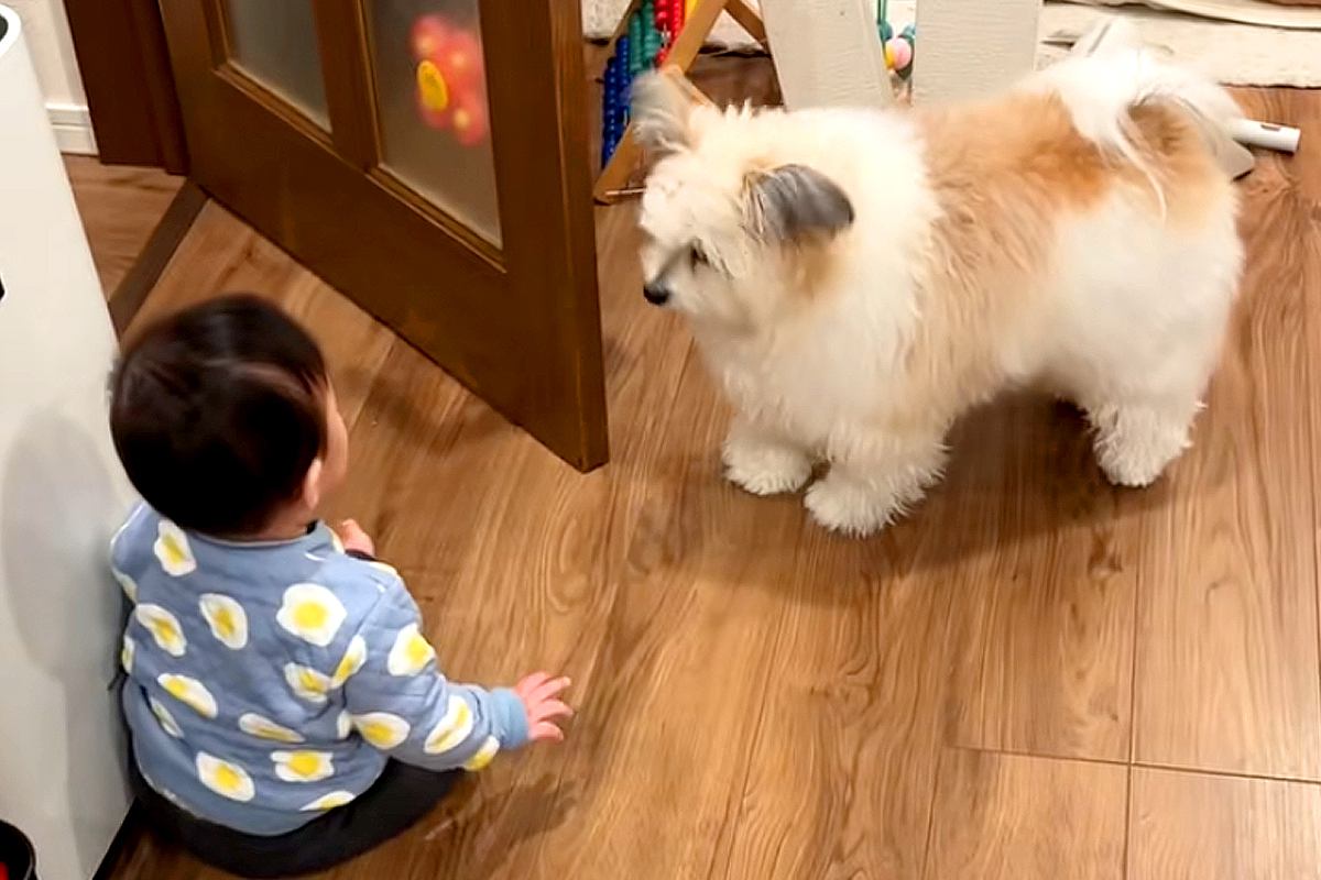 廊下に出て行こうとする赤ちゃん→犬が『危険だ』と気づいて…必死に守ろうとする光景に反響「危ないよって教えてる」「お世話してて可愛い」