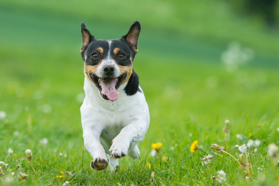 なぜ犬の寿命は年々延びているのか？